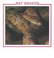 Rat Snakes