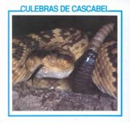 Culebras De Cascabel