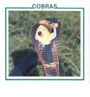 Cobras