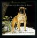 The Bullmastiff