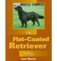 The Flat-Coated Retriever Today