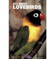 All About Lovebirds