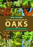 An Illustrated Guide to Oaks
