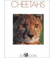 Cheetahs