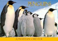 Penguins Postcard Book