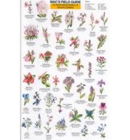 Northeast Wildflowers Laminated Cards