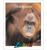 Orangutans