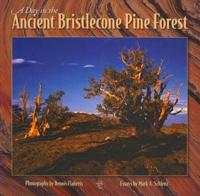 A Day in the Ancient Bristlecone Pine Forest