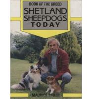 Shetland Sheepdogs Today