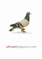 Street Pigeons