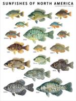 Sunfishes of North America