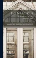 The Narcissus