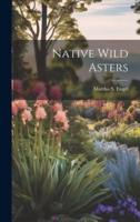 Native Wild Asters