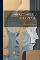 Anatomie Du Cerveau...