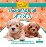Cachorros De Caniche (Poodle Puppies)