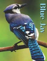 Blue Jay