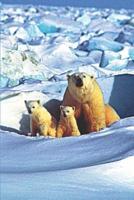 Polar Bear Mom & Baby Bears