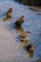 Four Sparrows Bathing Bird Journal