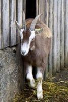 Goat Sneaking Out of the Barn Journal