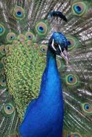 Stunning Peacock Portrait Journal
