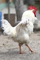 Strutting White Rooster Farm Life Journal