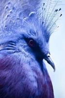 Bright Blue Crowned Pigeon Journal