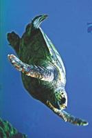 Sea Turtle Lovers Journal