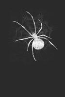 The Spider