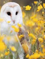 Barn Owl Notebook