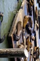 Harbor Seals Hanging Out on a Dock in San Francisco, California Journal