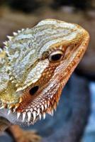 Bearded Dragon Lizard Close-Up Journal