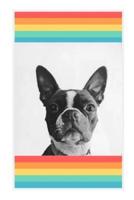 Boston Terrier