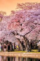 Under the Cherry Blossoms