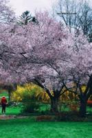 Stroll Under the Blossoms