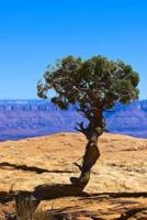 A Lone Juniper Tree in Canyonlands National Park Utah, USA Journal