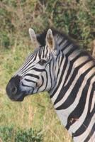Zebra Notizbuch