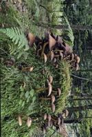 Mushrooms Growing on a Forest Stump Journal