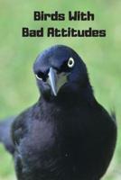 Birds With Bad Attitudes