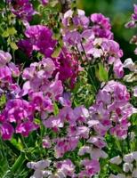 Sweet Pea Gardening Journal