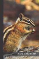 Wild Chipmunk