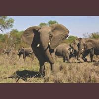The Elephants of Africa