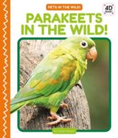 Parakeets in the Wild!