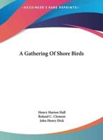 A Gathering Of Shore Birds