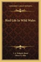 Bird Life In Wild Wales