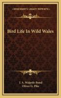 Bird Life in Wild Wales