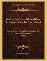 Insects, How To Catch And How To Prepare Them For The Cabinet