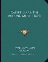 Caterpillars, The Bugong Moth (1899)