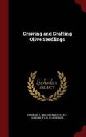 Growing and Grafting Olive Seedlings