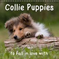 Collie Puppies to Fall in Love With