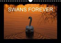 Swans Forever 2016